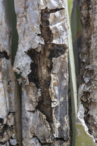 Full frame shot of tree trunk