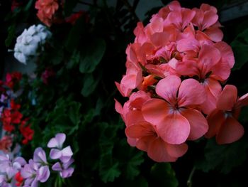 Close-up of pink flowering plant in park