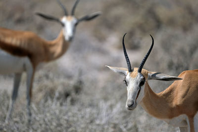 Antelope in etosha national park, namibia