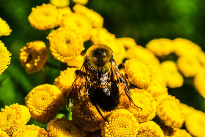 Close-up of bee pollinating on yellow flower