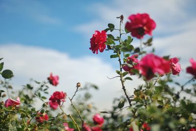 Close-up of red flowering plant against sky