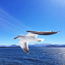 Close-up of swan flying against clear blue sky