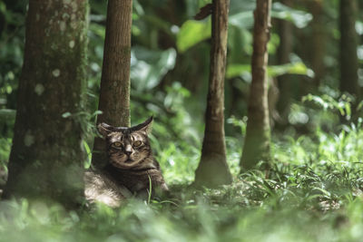 Portrait of a cat on tree trunk