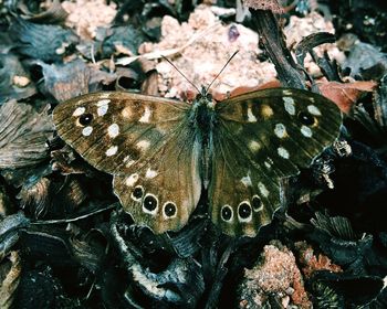 High angle view of butterfly on plant