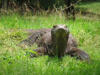 Lizard in a field