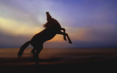 Silhouette horse rearing up at beach against dramatic sky during sunset