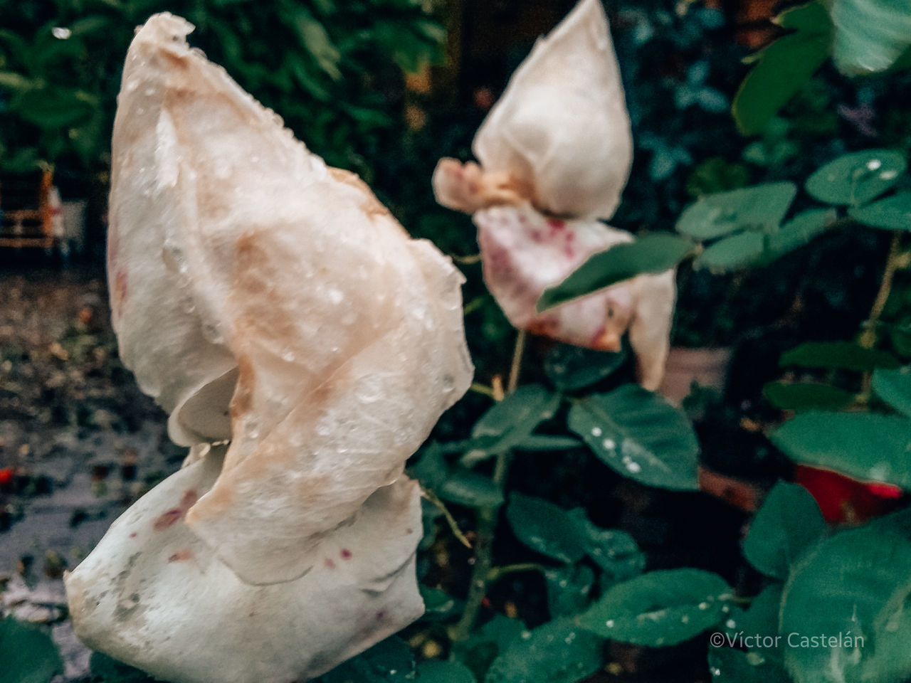 CLOSE-UP OF WHITE FLOWERING PLANTS