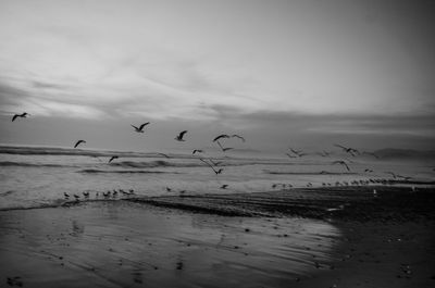 Seagulls flying over beach against sky