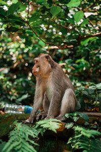 Lion sitting on land in forest