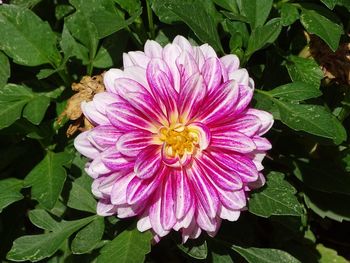 Close-up of flower blooming outdoors