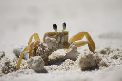 Close-up of crab on beach