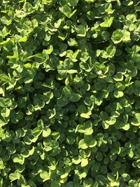 Full frame shot of leaves