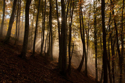 Trees in forest during sunset