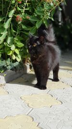 Cat sitting on a plant