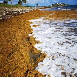 Scenic view of beach