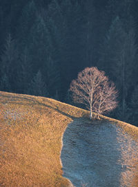 View of trees on field during winter