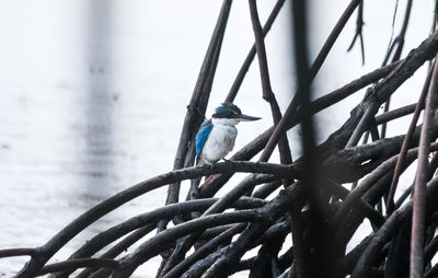 Close-up of bird