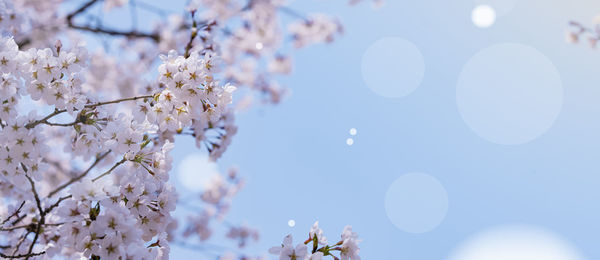 Low angle view of cherry blossom