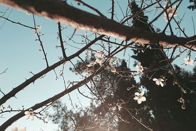 Low angle view of bare trees against sky