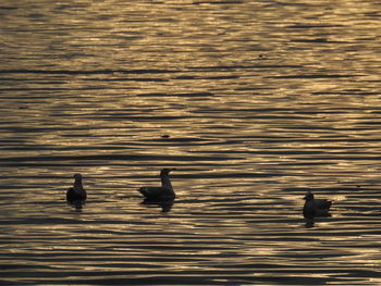 View of birds swimming in lake