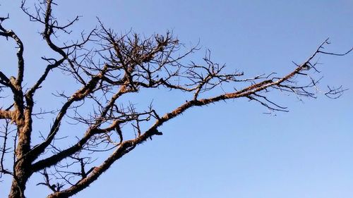 Low angle view of bare trees against clear blue sky