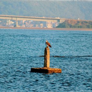 Bird perching on boat in lake