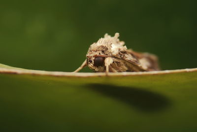 Close-up of spider