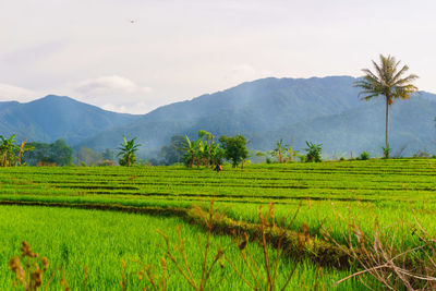 Scenic view of agricultural field against sky