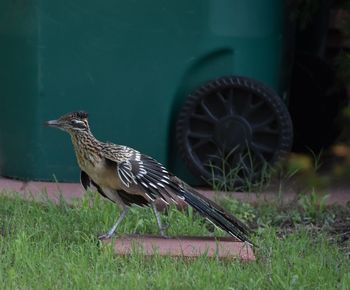 Close-up of bird perching on grass