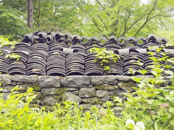 Low angle view of plants against trees