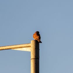 Bird perching on wooden post against sky