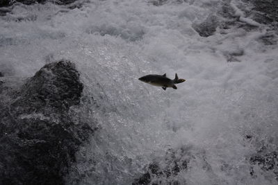 High angle view of an animal in water