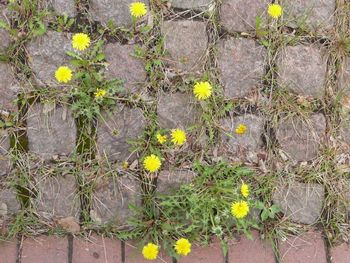 Full frame shot of yellow flowers