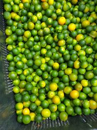 High angle view of green fruits