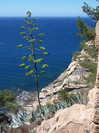 High angle view of tree by sea against sky