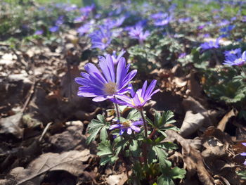 Close-up of purple flowering plant on field