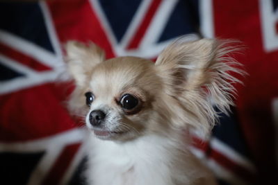 Portrait of chihuahua with union jack design in background