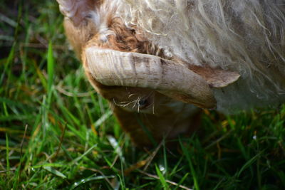 Close-up of a horse on field