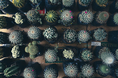 Full frame shot of succulent plants in market