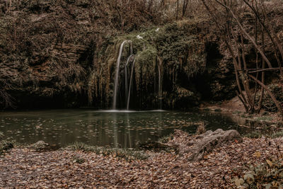 Scenic view of lake in forest