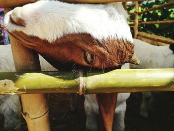 Close-up of horse