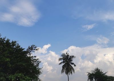 Low angle view of palm trees against blue sky