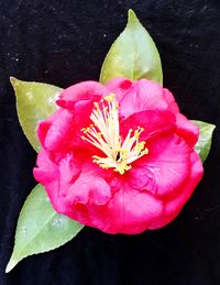 Close-up of pink hibiscus blooming outdoors