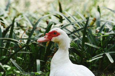 Close-up of a bird on field