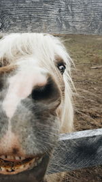 Close-up portrait of dog