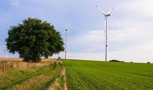 Scenic view of agricultural field against sky