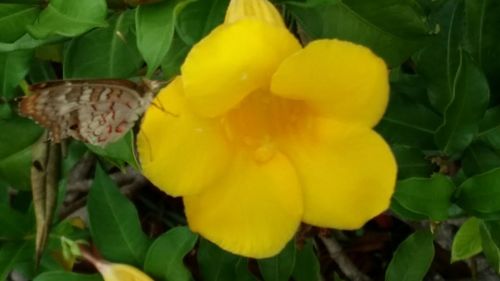 Close-up of yellow flower