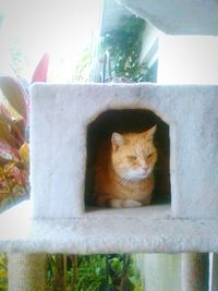Cat looking through window