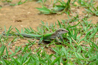 Close-up of lizard on land