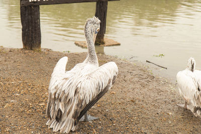 View of swan on lakeshore